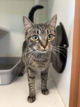 Carmen Sandiego -  Domestic Short Hair Cat for Adoption in Evanston, Illinois - Carmen Sandiego | PetCurious