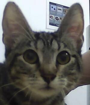 Domestic Short Hair Cats Available for Adoption - Oaken | PetCurious