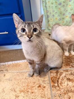 Daphne -  Domestic Short Hair Cat for Adoption in Vancouver, Washington - Daphne | PetCurious