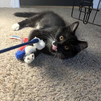 Perky (AKA Perkins) -  Domestic Medium Hair Cat for Adoption in Cleveland, Ohio - Perky (AKA Perkins) | PetCurious