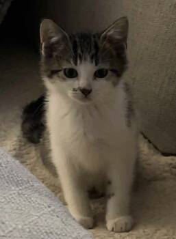 Rescue Domestic Short Hair Cats for Adoption in Union Grove, Wisconsin - Tater Tot | PetCurious