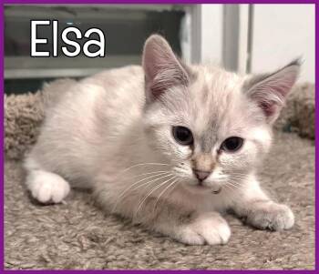 Domestic Medium Hair Cats Available for Adoption in Valley City, North Dakota - Elsa | PetCurious