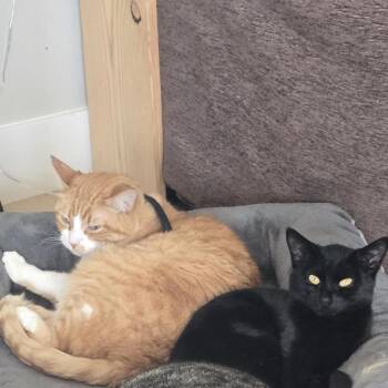 Domestic Short Hair Cats Available for Adoption in South Elgin, Illinois - Remy - Home To Home | PetCurious