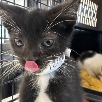 Dill -  Domestic Short Hair Cat for Adoption in West Palm Beach, Florida - Dill | PetCurious