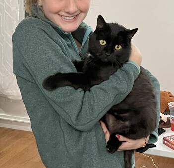 Cleo (Courtesy Post) -  Domestic Short Hair Cat Available for Adoption in Parkville, Missouri - Cleo (Courtesy Post) | PetCurious