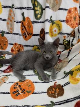Antoinette -  Russian Blue Cat for Adoption in Kerrville, Texas - Antoinette | PetCurious