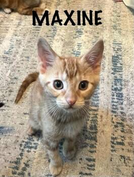 Maxine -  Domestic Short Hair Cat Available for Adoption in Collierville, Tennessee - Maxine | PetCurious