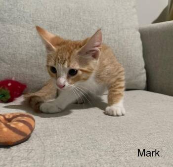 Mark -  Domestic Short Hair Cat for Adoption in San Antonio, Texas - Mark | PetCurious