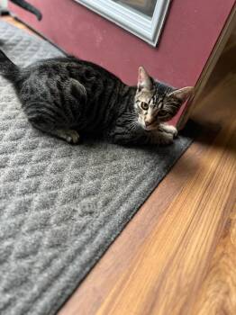 Gumbo -  Domestic Short Hair Cat for Adoption in Gorham, Maine - Gumbo | PetCurious