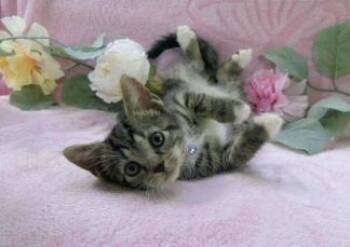 CHAI -  Domestic Short Hair Cat for Adoption in Charlotte, North Carolina - CHAI | PetCurious