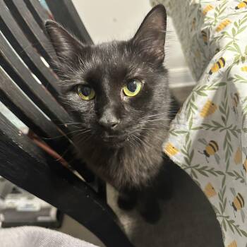 Jinx -  Maine Coon Cat for Adoption in Long Beach, Mississippi - Jinx | PetCurious