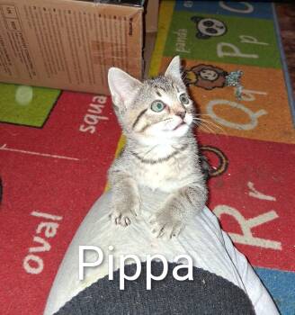 Rescue American Shorthair and Domestic Short Hair Cats for Adoption in Brownsville, Pennsylvania - Pippa | PetCurious