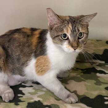 DeeDee -  Domestic Short Hair Cat for Adoption in Las Vegas, Nevada - DeeDee | PetCurious