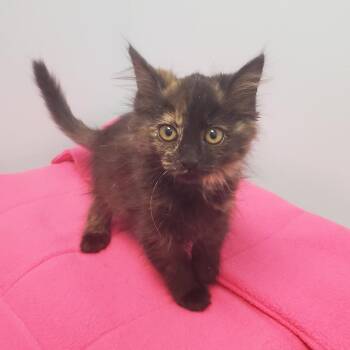 Domestic Long Hair Cats Available for Adoption in Decherd, Tennessee - Sol Ruca | PetCurious