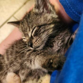 Selyne -  Domestic Short Hair Cat for Adoption in Springfield, Illinois - Selyne | PetCurious