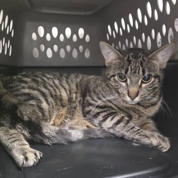 Domestic Short Hair Cats Available for Adoption in Fort Wayne, Indiana - Tofu | PetCurious