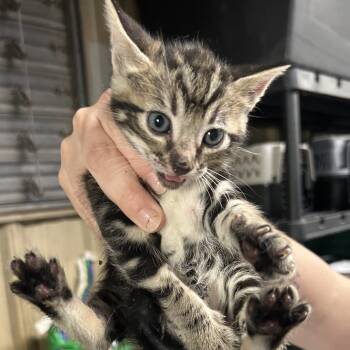 Domestic Short Hair Cats Available for Adoption in Saint Joseph, Missouri - Fuji | PetCurious