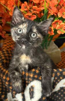 Domestic Short Hair Cats Available for Adoption in Stillwater, Oklahoma - 2/26/26 Elizabeth | PetCurious