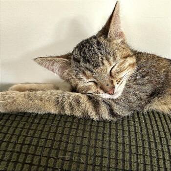 Domestic Short Hair and American Shorthair Cats Available for Adoption in Houston, Texas - Taffy | PetCurious
