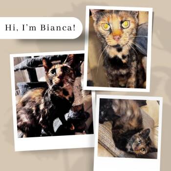 Rescue Domestic Short Hair Cats for Adoption in South Elgin, Illinois - Bianca | PetCurious