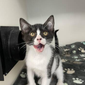 Rescue Domestic Short Hair and Tuxedo Cats for Adoption in Hollister, California - Bean | PetCurious