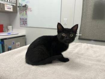 Zillow in Japan -  Domestic Short Hair Cat for Adoption in Kansas City, Missouri - Zillow In Japan | PetCurious