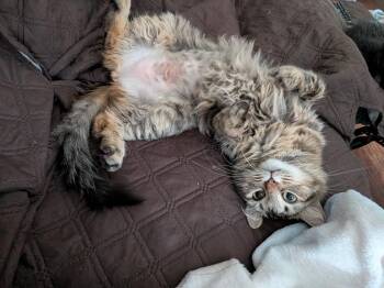 Loleta -  Domestic Long Hair Cat for Adoption in San Antonio, Texas - Loleta | PetCurious