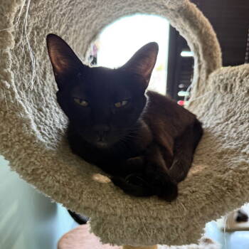 Rescue Domestic Short Hair Cats for Adoption in Chico, California - SILVERMIST | PetCurious