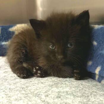Krypton -  Domestic Short Hair Cat for Adoption in Marion, Virginia - Krypton | PetCurious