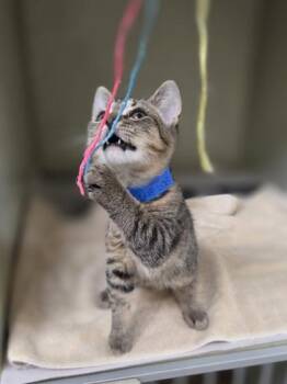Thousand Island -  Domestic Short Hair Cat for Adoption in Westland, Michigan - Thousand Island | PetCurious