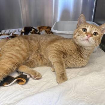 Domestic Short Hair Cats Available for Adoption - JOE | PetCurious