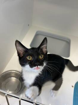 Perely -  Domestic Short Hair Cat for Adoption in Greenfield, Indiana - Perely | PetCurious