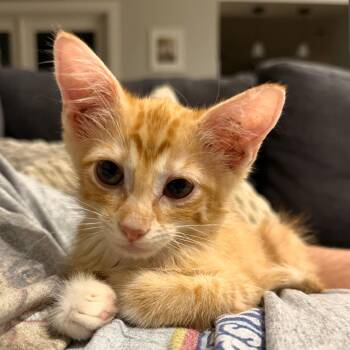 Malcolm -  Domestic Short Hair Cat for Adoption in Granby, Missouri - Malcolm | PetCurious