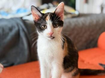 Star -  Domestic Short Hair Cat for Adoption in Murfreesboro, Tennessee - Star | PetCurious