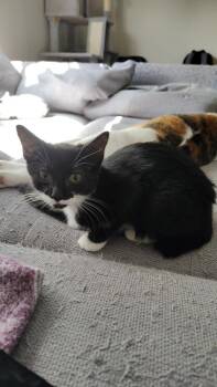 Gin -  Domestic Short Hair Cat for Adoption in Deltona, Florida - Gin | PetCurious