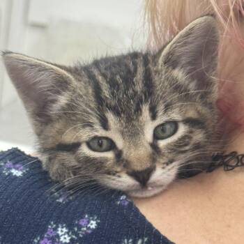 Little man -  Domestic Short Hair Cat for Adoption in Sonora, California - Little Man | PetCurious