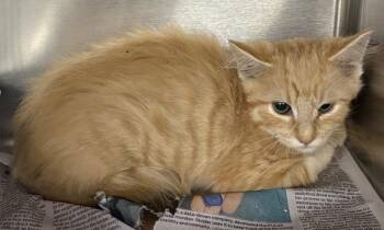 Nf21c Franny -  Domestic Short Hair Cat for Adoption in Lawrenceville, Georgia - Nf21c Franny | PetCurious