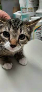 Domestic Short Hair Cats Available for Adoption in Georgetown, Ohio - Thyme | PetCurious