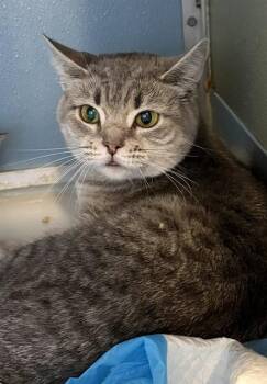 BABY GIRL -  Domestic Short Hair Cat for Adoption in Westminster, Maryland - BABY GIRL | PetCurious