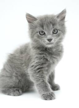 Winston is so wonderful - floofy silvery poof -  Ragdoll and Maine Coon Cat for Adoption in Bedford Hills, New York - Winston Is So Wonderful - Floofy Silvery Poof | PetCurious