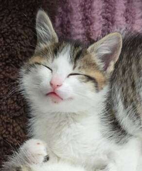 Marlowe -  Domestic Short Hair Cat Available for Adoption in Leonardtown, Maryland - Marlowe | PetCurious