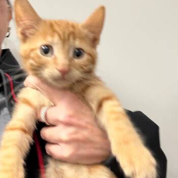Saffron -  Domestic Short Hair Cat for Adoption in Normal, Illinois - Saffron | PetCurious