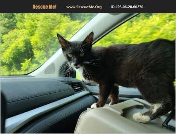 Escape (she has another name) -  Tuxedo Cat for Adoption in Evansville, Indiana - Escape (she Has Another Name) | PetCurious