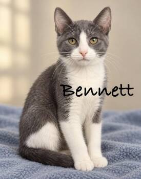 Bennett -  Domestic Short Hair Cat for Adoption in Pawleys Island, South Carolina - Bennett | PetCurious