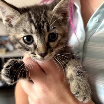 Bugs -  Domestic Short Hair Cat for Adoption in Long Beach, California - Bugs | PetCurious