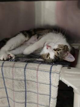 Honey - Friendly Barn Cat -  Domestic Short Hair Cat for Adoption in Vancouver, Washington - Honey - Friendly Barn Cat | PetCurious