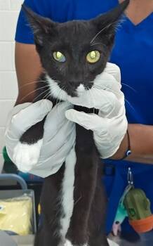 A382905 -  Domestic Short Hair Cat for Adoption in Ocala, Florida - A382905 | PetCurious