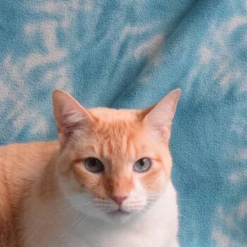 Domestic Short Hair Cats Available for Adoption in Eureka, California - Snow | PetCurious