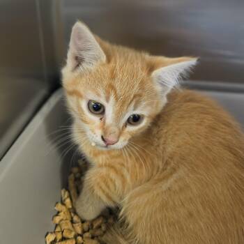 Ginger -  Domestic Short Hair Cat for Adoption in Moses Lake, Washington - Ginger | PetCurious