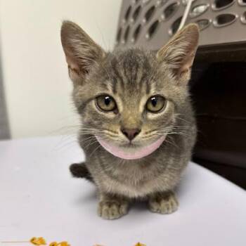 Stella -  Domestic Short Hair Cat for Adoption in Hattiesburg, Mississippi - Stella | PetCurious